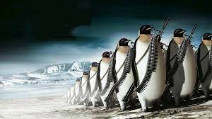 Penguin Armada Picture of an Armada of Penguins
